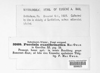 Puccinia exanthematica image